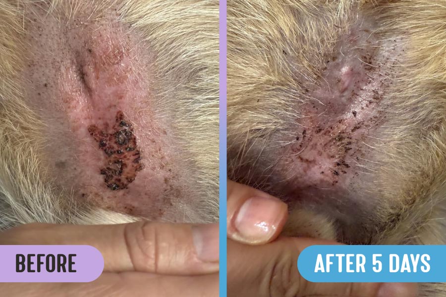 Before and after comparison of hot spot  on a male dog's belly above the genitals, showing a lesion with red skin and black scabbing in the left image and no scabbing and less inflammation in the right image