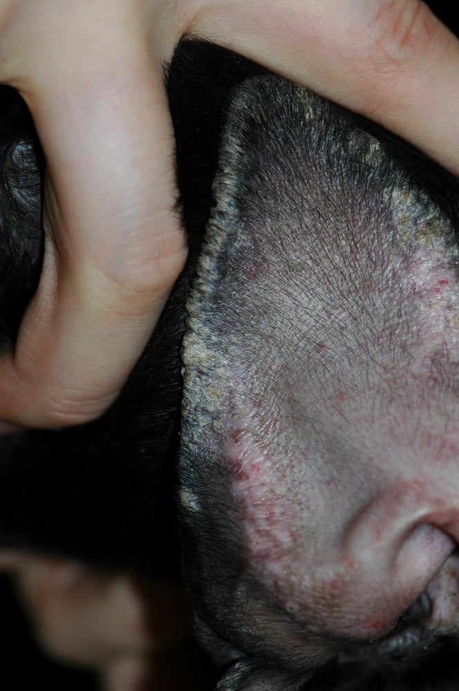 Seborrhea with scaly buildup on outer ear margin of dog