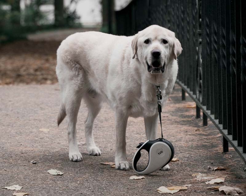 English Cream Retriever stands on path looking at camera with retractable leash still attached to collar