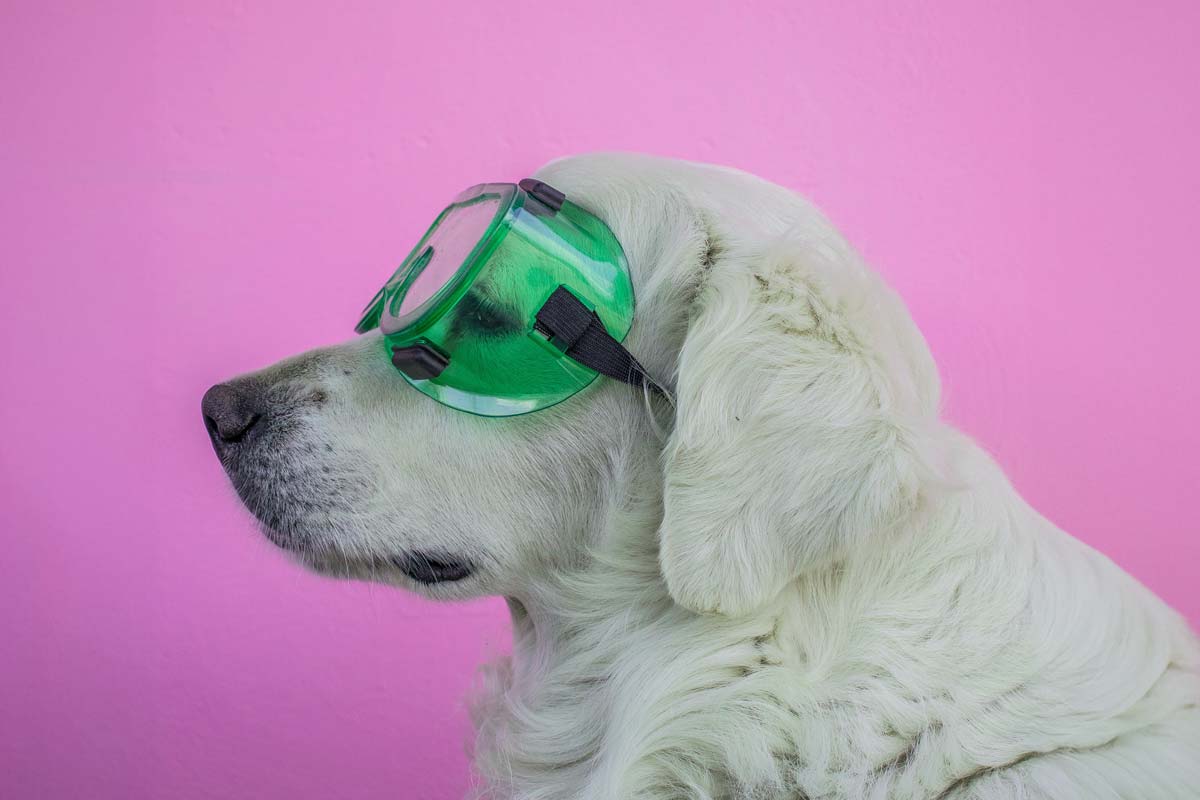 Profile of English Cream Retriever wearing green goggles against a bright pink background