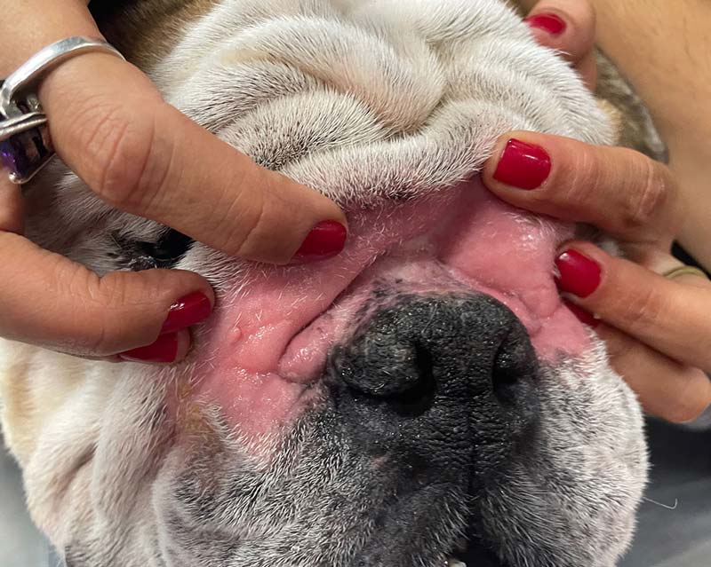 Facial skin fold dermatitis with redness in skin fold above nose on English Bulldog