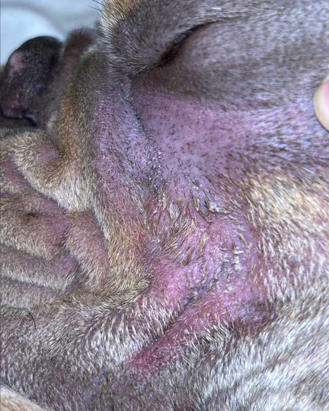 Facial skin fold intertrigo on English bulldog with redness and thinning fur