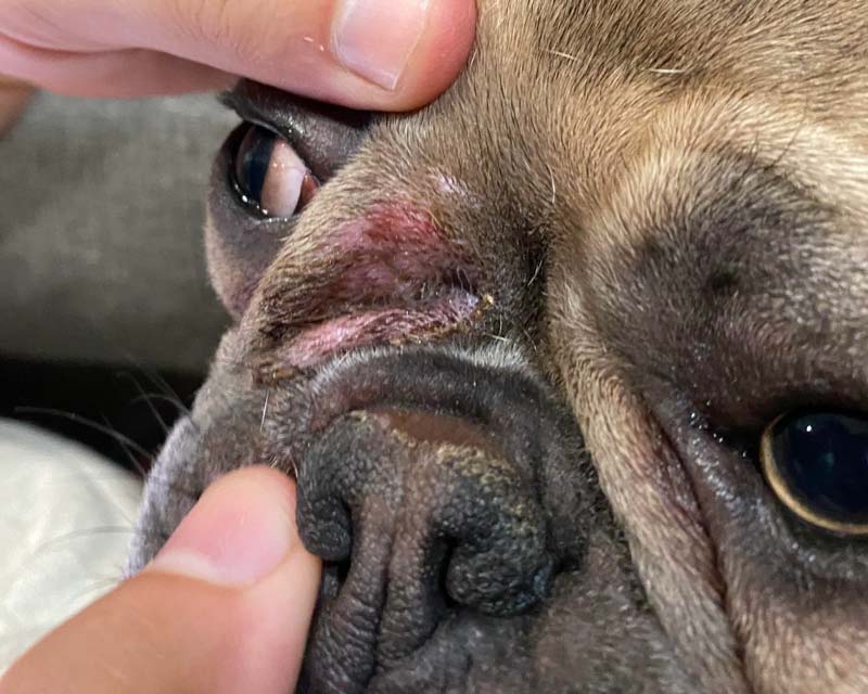 Facial skin fold dermatitis between wrinkles above nose of French bulldog