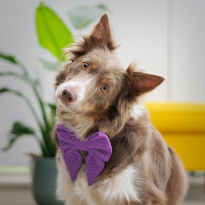 Brown and white Border Collie with big purple cloth bow tie sits looking at camera with head tilted to the side