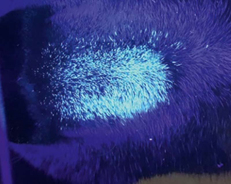 Fluorescent hairs seen under UV light of a Wood's lamp to diagnose ringworm