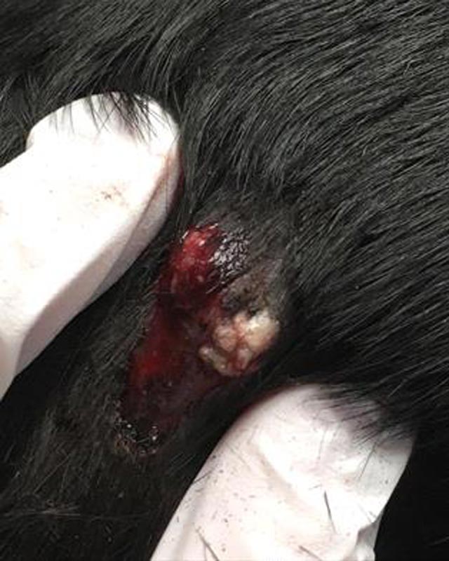 Two gloved fingers hold skin around ruptured follicular cyst on black dog