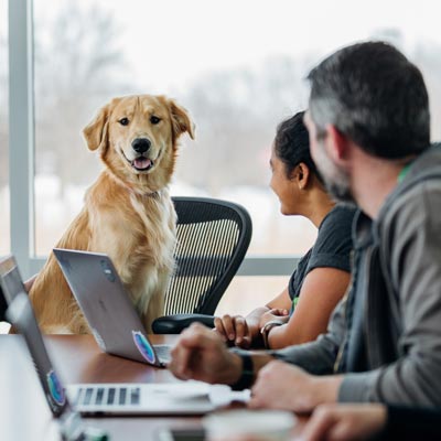 People sitting at conference table with laptops look at Golden Retriever sitting in desk chair at end of table