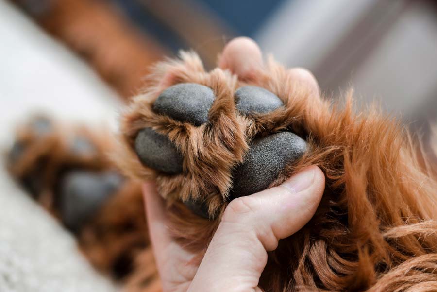 Closeup of a hand holding paw of a brown dog with long fur and black paw pads