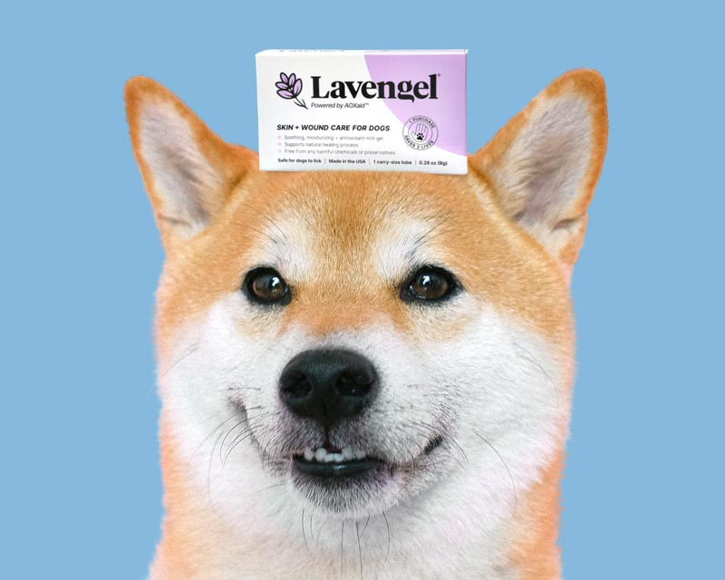 Happy Shiba inu dog with box of Lavengel on head