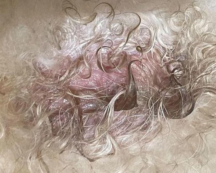 Acute moist dermatitis hot spot on dog with blonde, curly fur