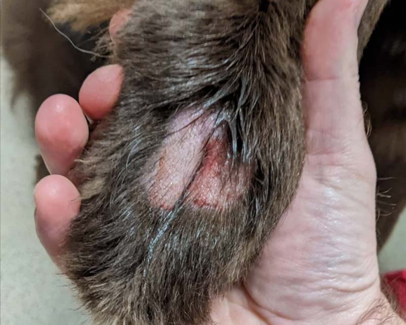 Hand holding brown dog paw with hot spot and fur loss on top