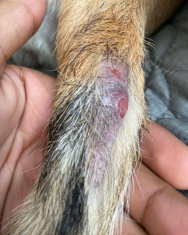 Small acute moist dermatitis hot spot lesions on dog's tail with surrounding fur loss