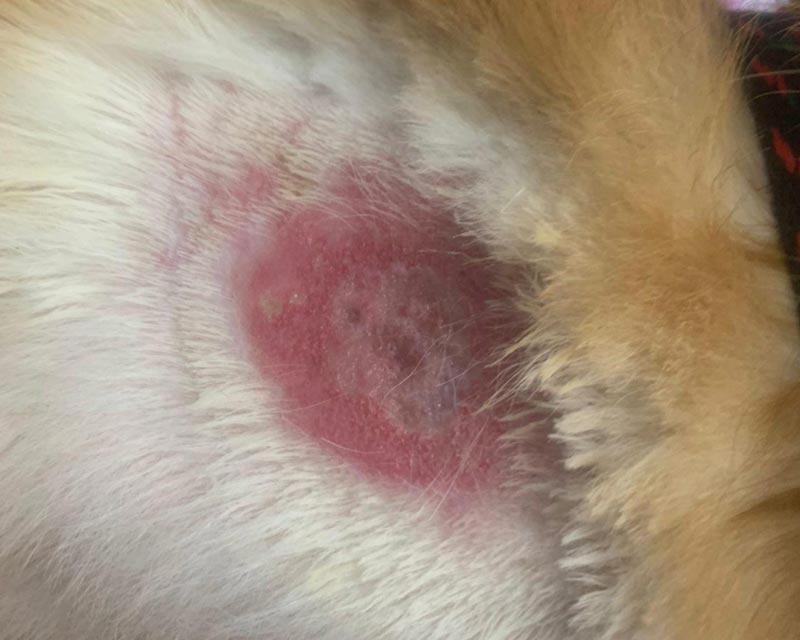 Acute moist dermatitis (hot spot) on neck of golden retriever under collar