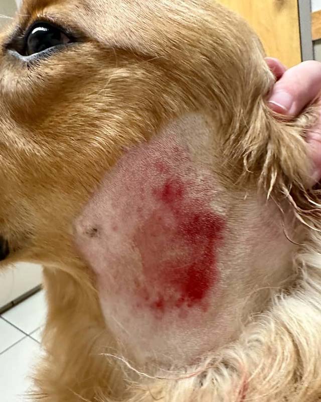 Hot patches on dogs hotsell