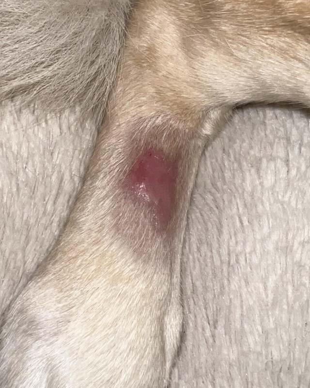 Acute moist dermatitis (hotspot) on top of dog's hind leg