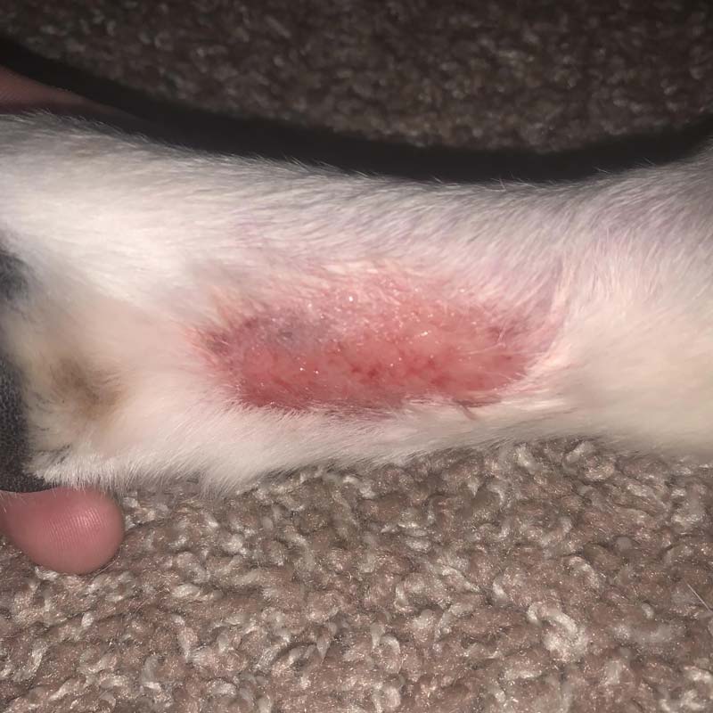 Acute moist dermatitis hot spot on bottom of white dog's foot