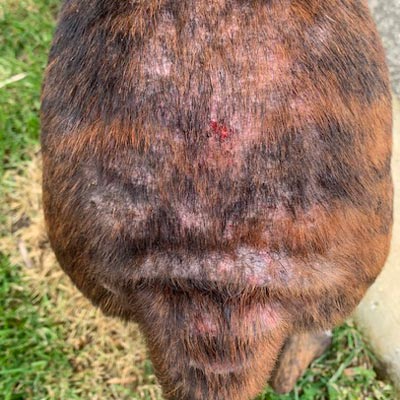 Hotspot rash with thinning fur on back of brindle-coated dog