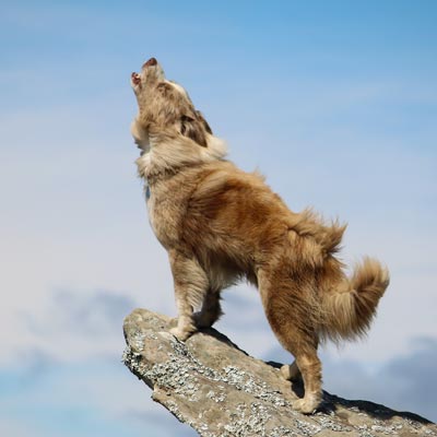 Brown Australian Shepherd stands on the edge of a rock letting out a mighty howl