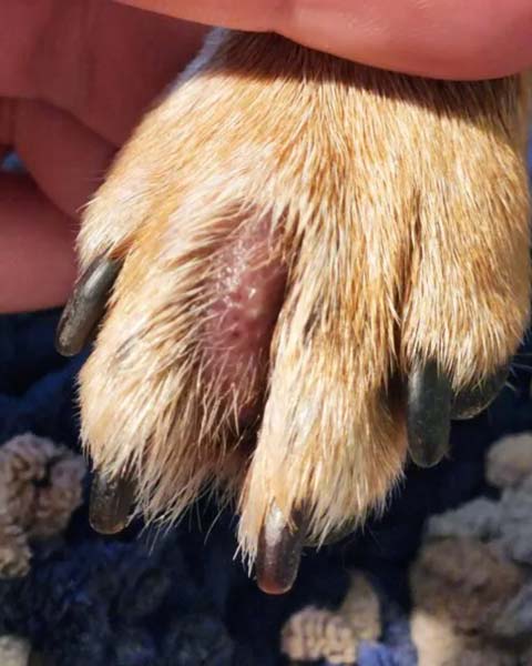 Red interdigital cyst between middle toes of dog paw