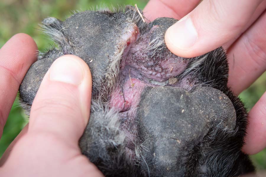 Hands spreading paw pads of a black dog revealing pink irritated skin and infection