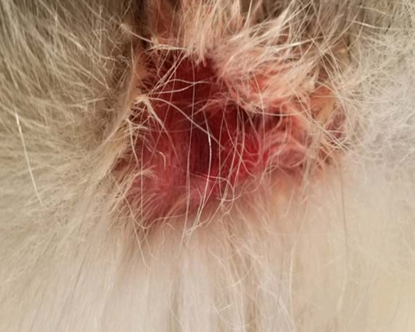 Red hotspot on groin of Siberian Husky