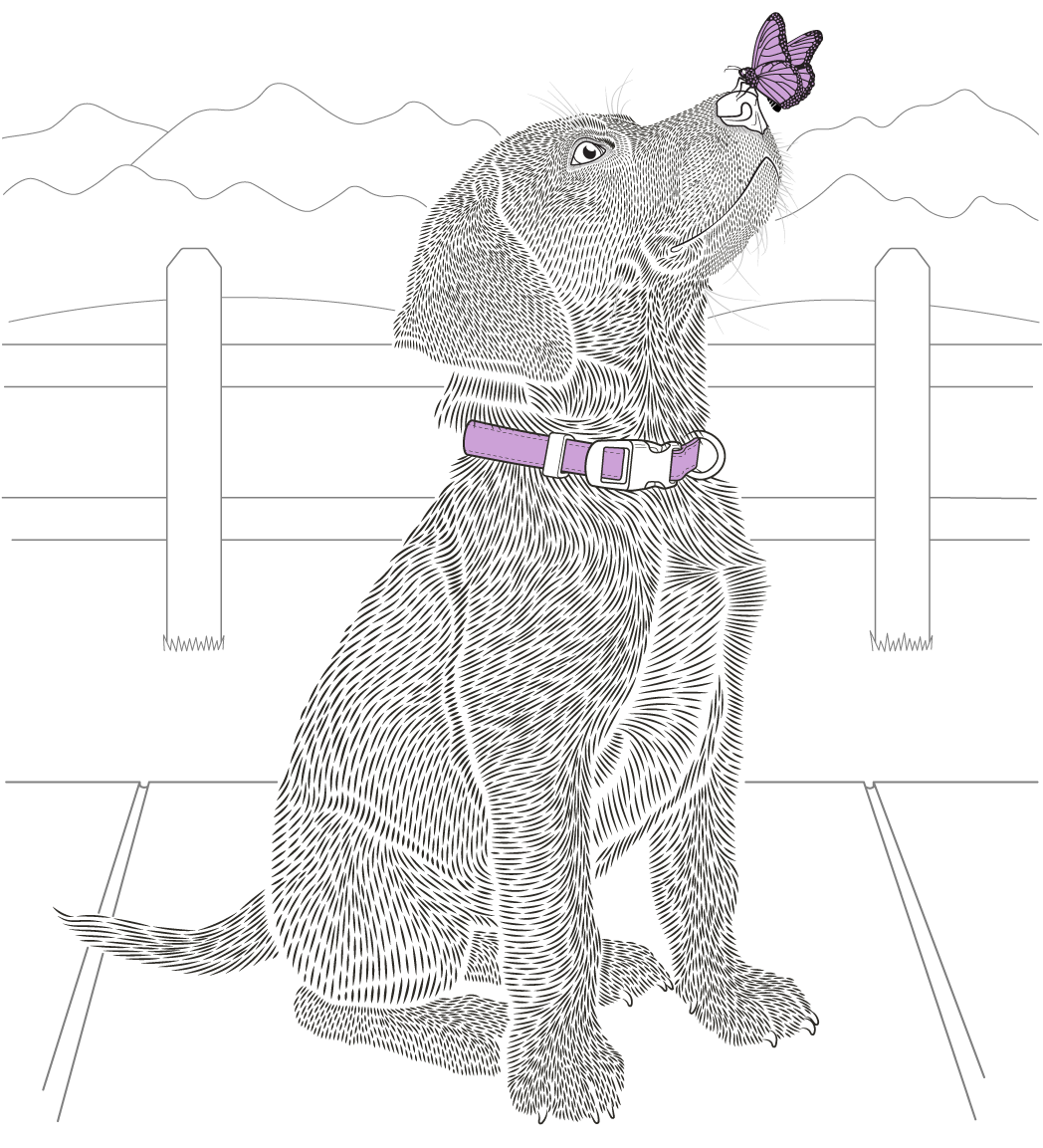 Black and white illustration of a sitting Labrador Retriever puppy with lavender butterfly on its nose