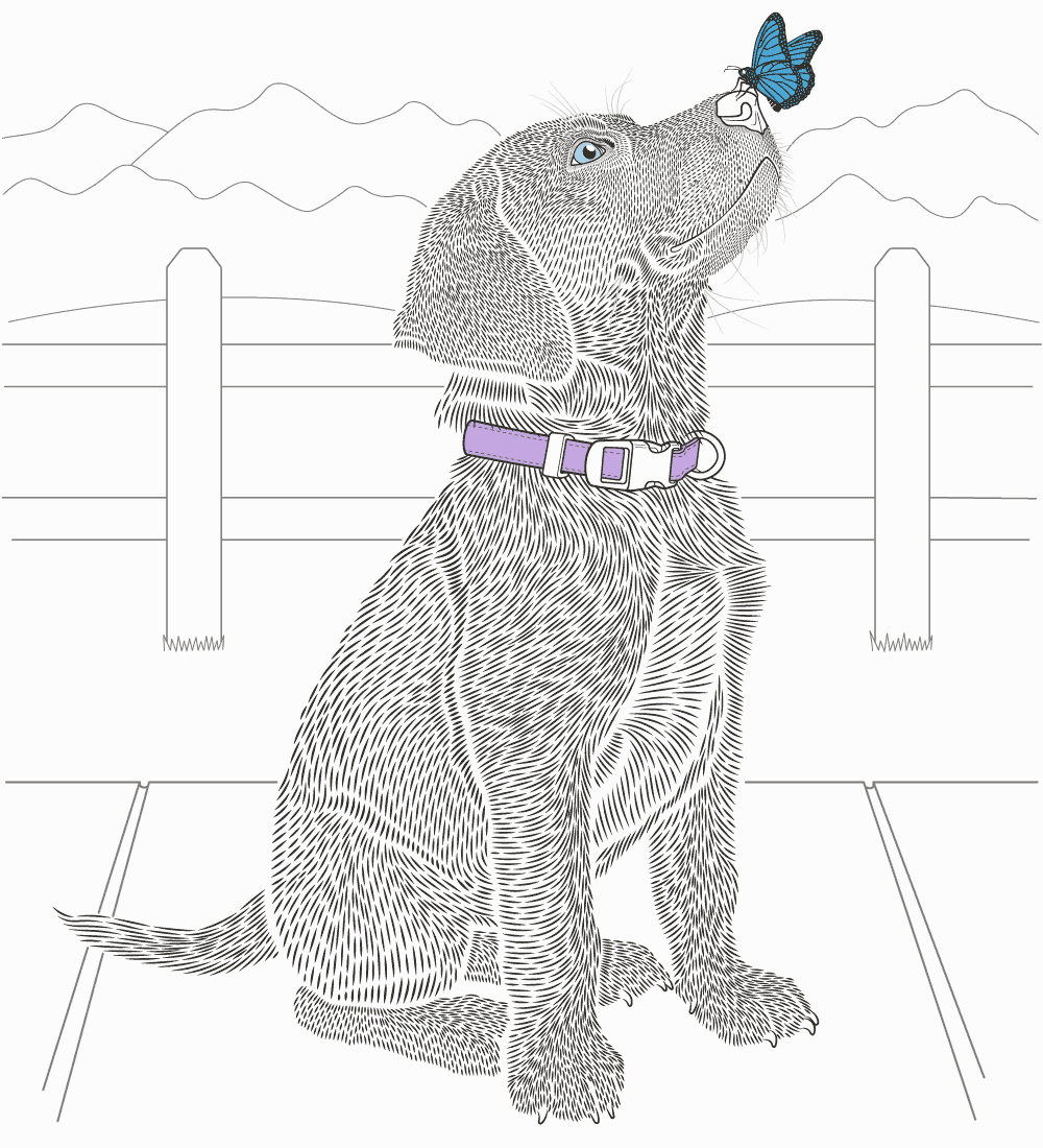 Black and white illustration of a sitting Labrador Retriever puppy with a blue butterfly on its nose