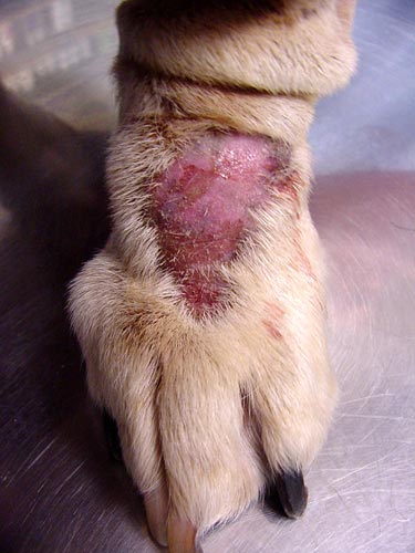 Lick granuloma (acral lick dermatitis) on lower leg of blonde-colored dog above paw