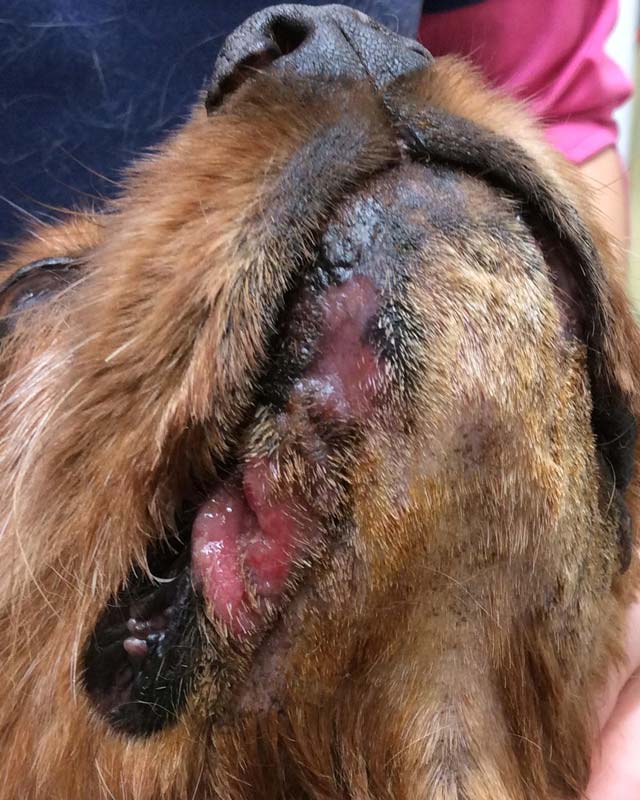 Lip fold dermatitis and pyoderma on bottom lip of brown Cocker spaniel