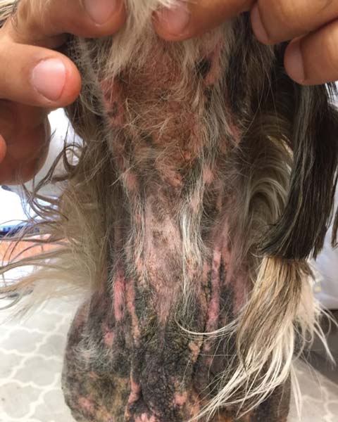 Malassezia fungal infection on neck and chest of dog, with fur loss