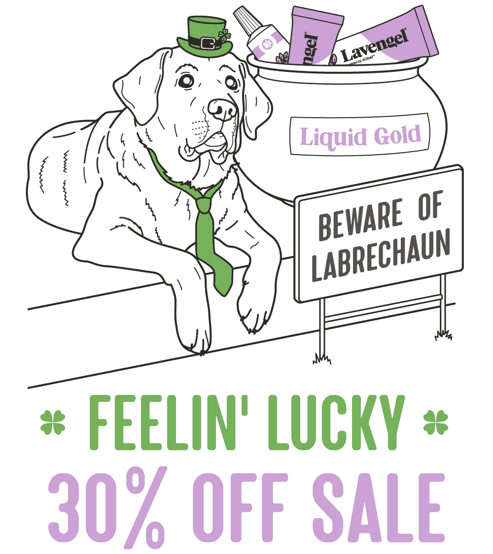 Epic illustration of Labrador Retriever wearing green tie and leprechaun hat, guarding pot of Lavengel with warning sign in front reading, Beware of Labrechaun