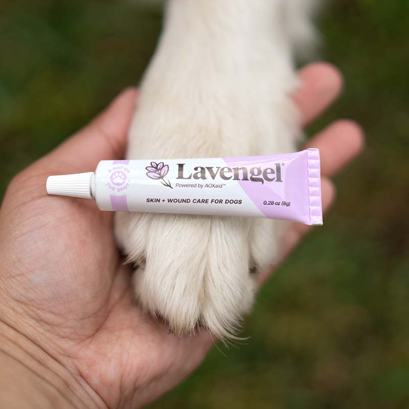 Lavengel tube sits atop dog paw held in hand