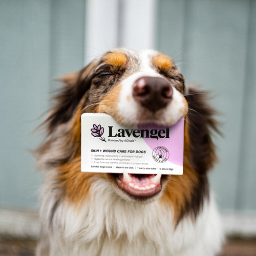 Happy Australian Shepherd with Lavengel box in mouth