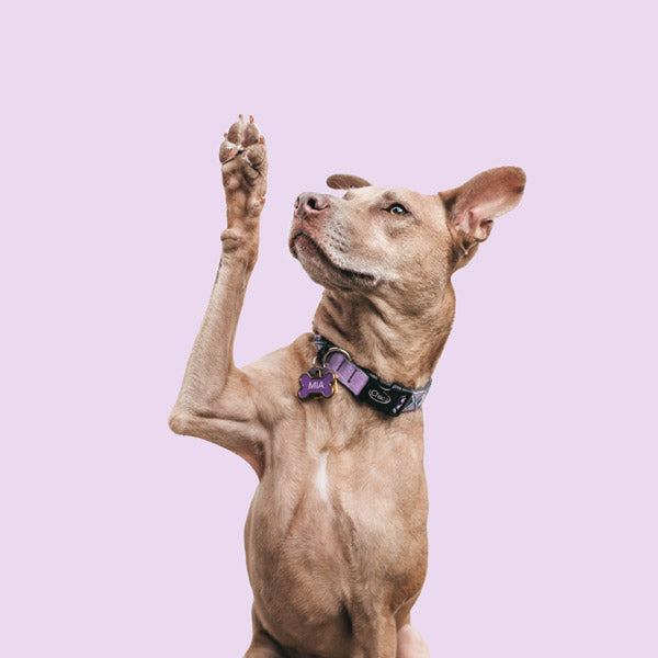 Pitbull mix with lavender collar sits up in front of pink background with front paw raised up