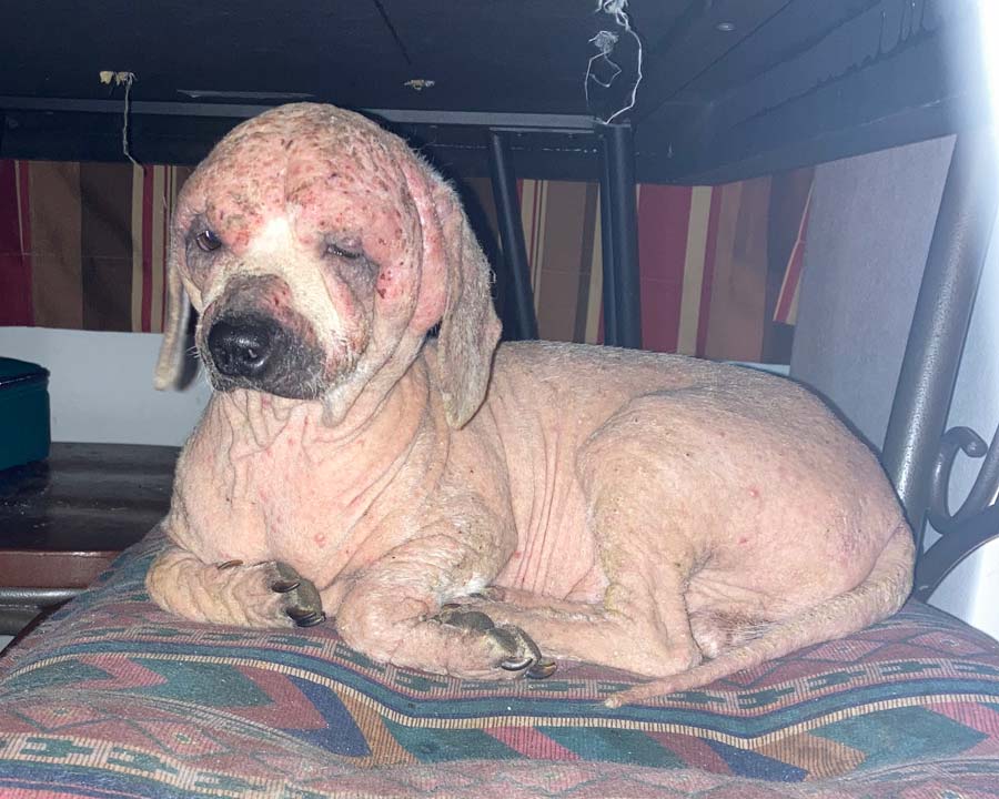 Dog with demodex mange, fur loss, and hardened skin lying on pillow