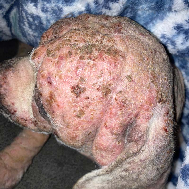 Closeup of dog's head with severe  demodectic or demodex mange, showing fur loss, severe inflammation, scabs, hyperpigmentation, and hardened skin