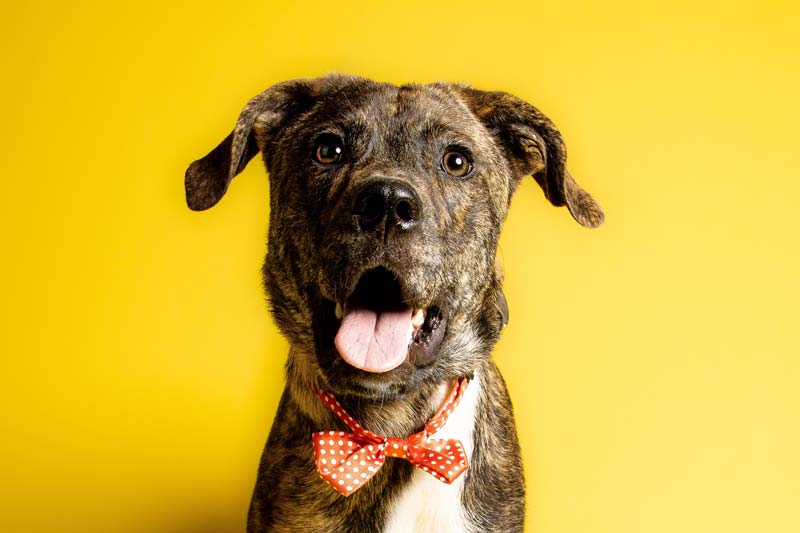 Brindle Labrador mix dog wearing polka dot bow tie on yellow background