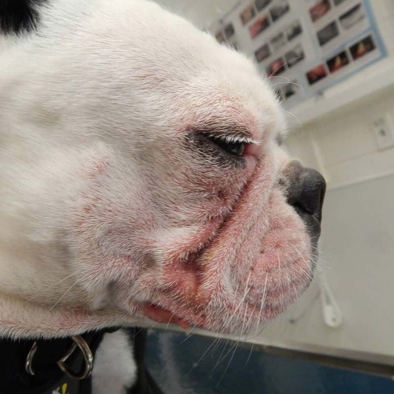 Nasal skin fold dermatitis on face of white frenchie