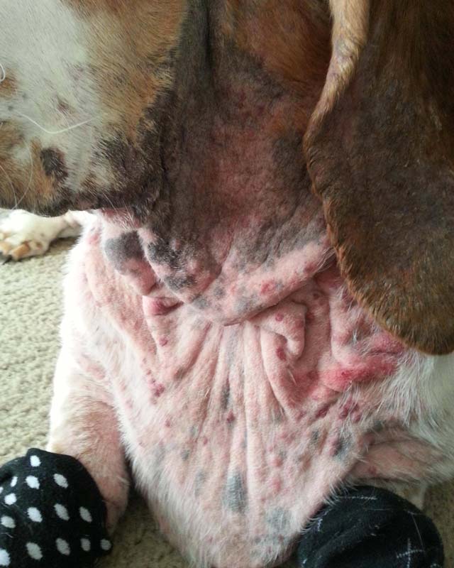 Neck fold dermatitis and yeast infection on face, ears, neck, and forelegs of basset hound dog