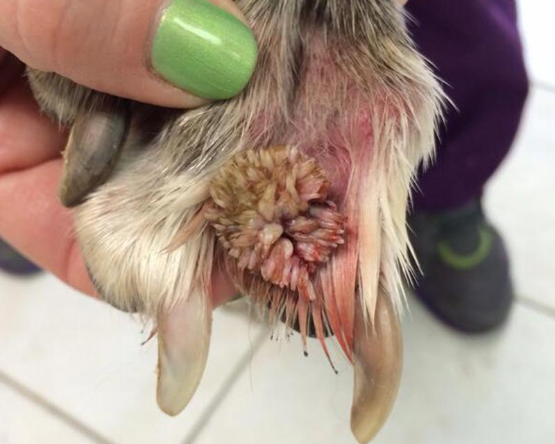 Large, sea anemone-like papilloma growth between toes of dog