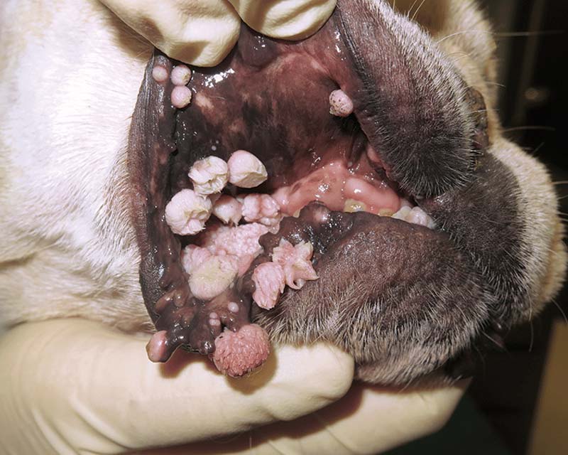 Papillomas (warts) on inner mouth and gums of pug