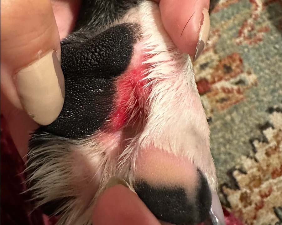 Dog paw with redness and raw spot on side of pad due to excessive licking