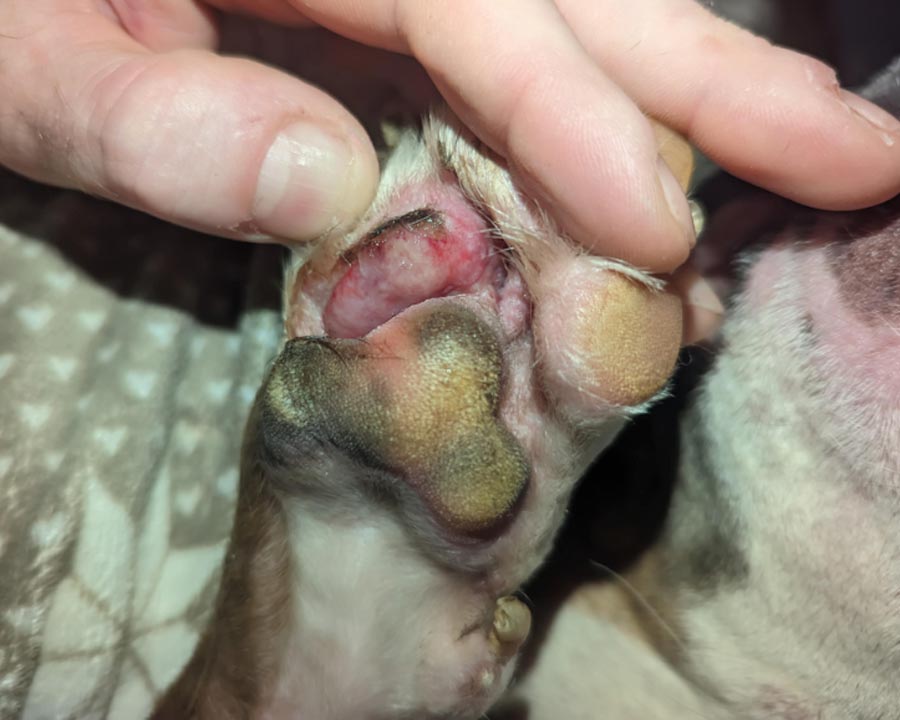 Pitbull dog paw with redness, inflammation, and infection between pads due to licking at skin allergies