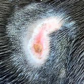 Canine Pyoderma + Bacterial Skin Infections: Photos, Info + Solutions ...