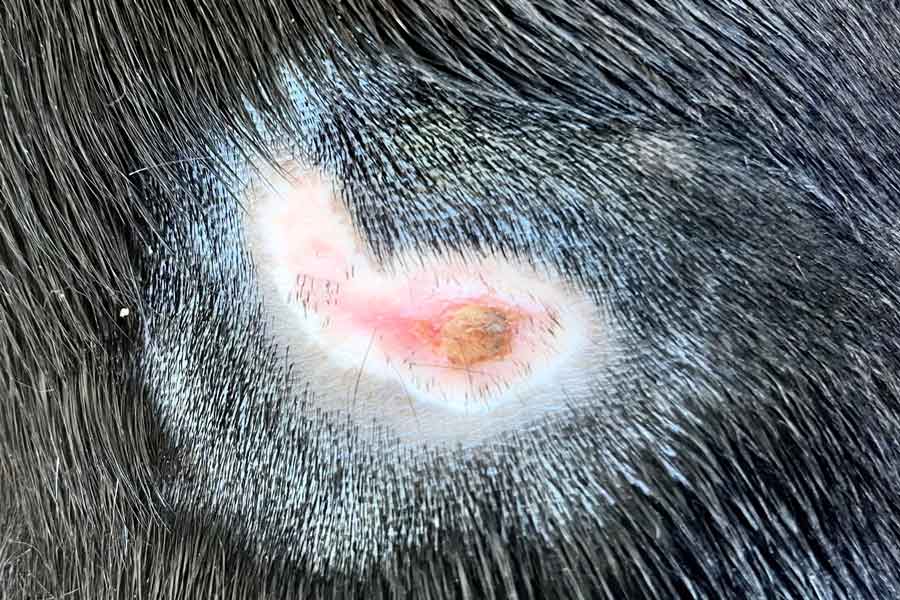 Pyoderma bacterial infection in heating pad burn of dog with black fur