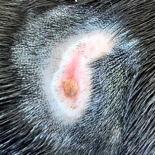 Pyoderma infection in burn wound of dog with black fur