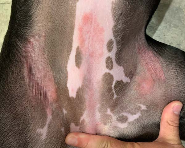 Red dermatitis rash on belly of pitbull dog caused by grass allergies