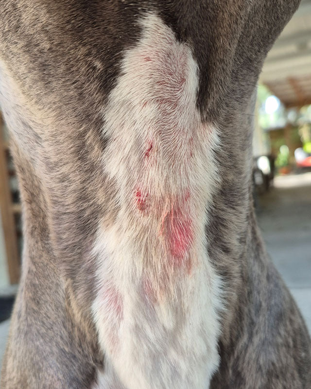 Closeup of superficial pyoderma on the throat of a gray and white pitbull mix