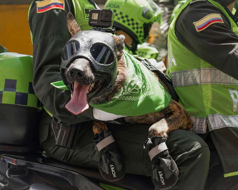 Police dog on motorcycle wearing mask, GoPro camera, green bandanna, and booties