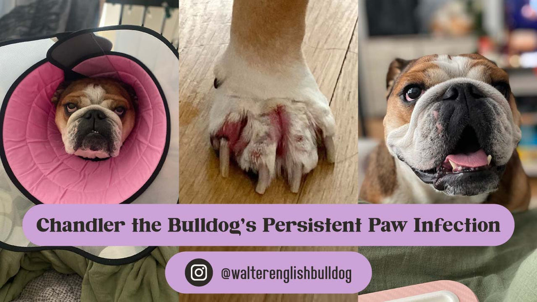 How Chandler the bulldog's infected paw was treated and healed with Lavengel after a prescription ointment didn't work